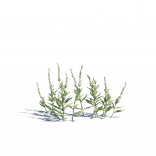 Artemisia ludoviciana 7 AM275 Archmodels